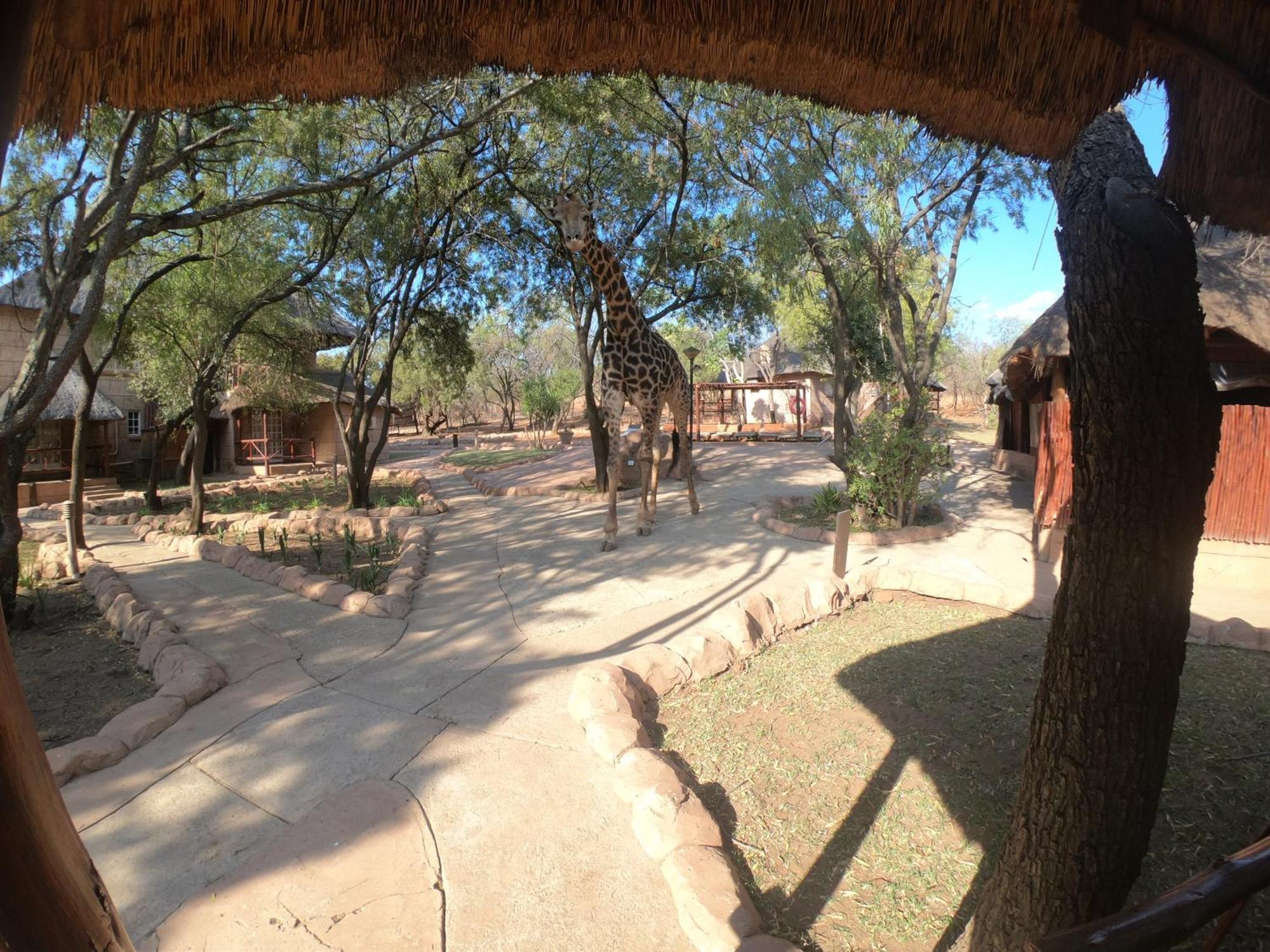 Zebra Nature Reserve 쿨리난 객실 사진